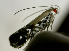 Anacampsis levipedella