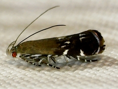 Anacampsis levipedella