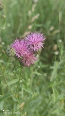 Centaurea scabiosa