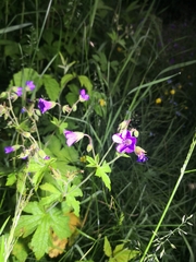 Geranium sylvaticum