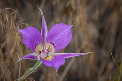 Calochortus macrocarpus macrocarpus