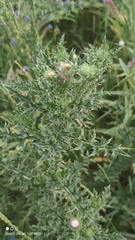 Carduus acanthoides