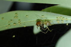 Chrysso lingchuanensis