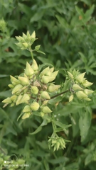 Saponaria officinalis