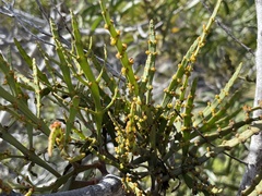 Korthalsella complanata