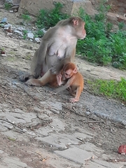 Macaca mulatta