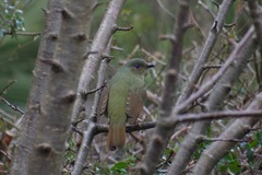 Ptilonorhynchus violaceus violaceus