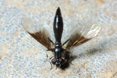 Pelecinobaccha