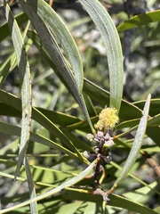 Acacia koaia