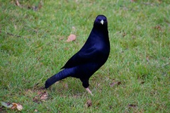 Ptilonorhynchus violaceus violaceus