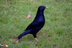 Ptilonorhynchus violaceus violaceus