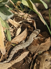 Phyllodactylus reissii