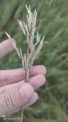 Bromus inermis