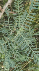 Astragalus onobrychis