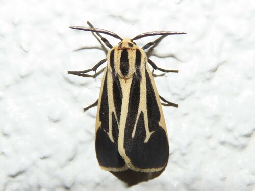 Banded Tiger Moth photo 3