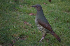 Ptilonorhynchus violaceus violaceus