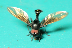 Pelecinobaccha adspersa