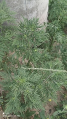 Ambrosia artemisiifolia