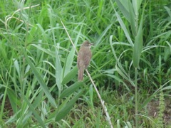 Acrocephalus orientalis