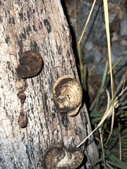 Hexagonia hydnoides