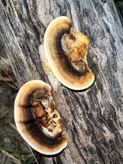 Gloeophyllum sepiarium