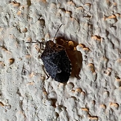 Holcostethus abbreviatus