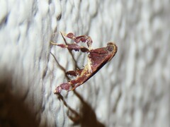 Parachma ochracealis