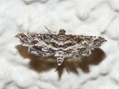 Diasemiopsis leodocusalis