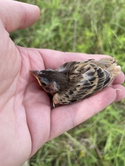 Spiza americana