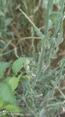 Chondrilla latifolia