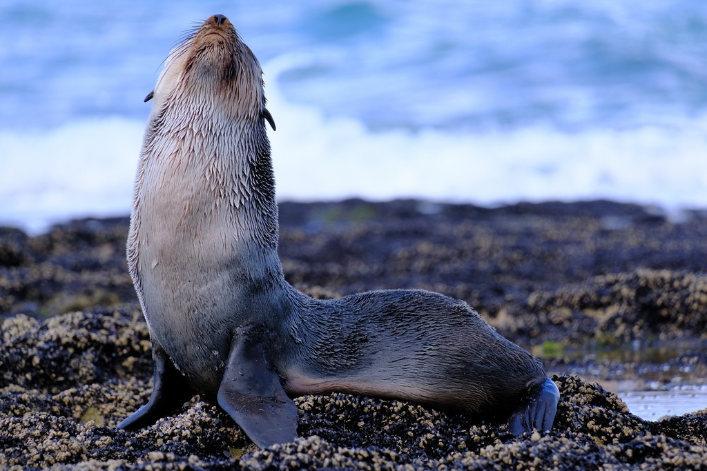 Fur seal sitting upright on dark rocks with surf behind