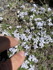 Phlox condensata