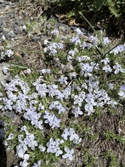 Phlox condensata