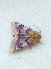 Periphanes delphinii