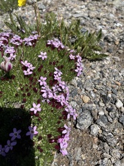 Phlox condensata