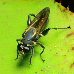 Crepidomyia