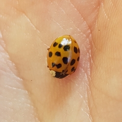 Harmonia axyridis