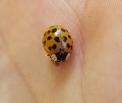 Harmonia axyridis