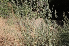 Chenopodium opulifolium