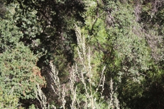 Chenopodium opulifolium