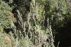 Chenopodium opulifolium