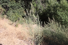 Chenopodium opulifolium