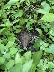 Lithobates clamitans