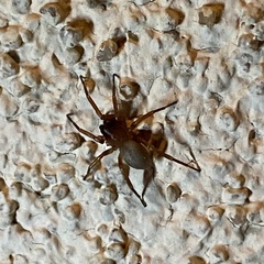 Septentrinna