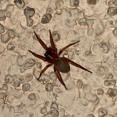 Septentrinna