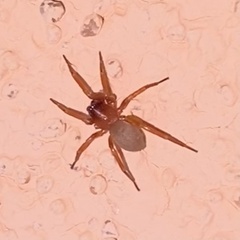 Septentrinna