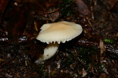 Entoloma albidosimulans
