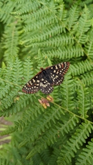Euphydryas colon