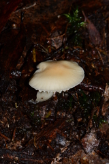 Entoloma albidosimulans