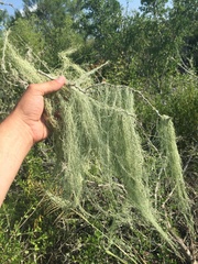 Ramalina usnea